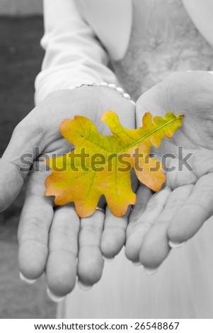 yellow fallen oak leaf in girl\'s hands