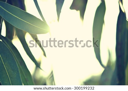Retro instagram style image of a fresh green spring leaves with sun flare against a blurred nature background