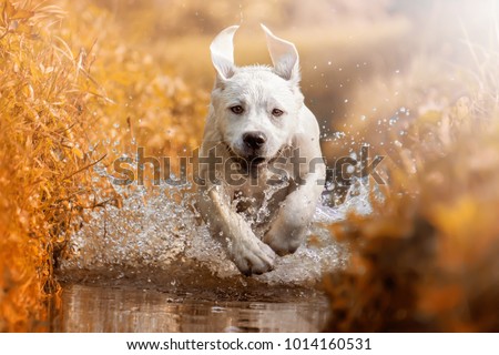 Similar – Image, Stock Photo Funny face through water glass