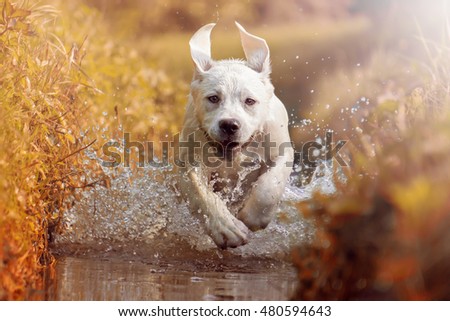 Similar – Image, Stock Photo A young Labrador running towards us