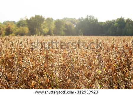 Soy Bean Field