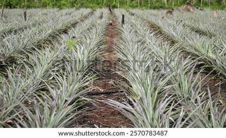 Similar – Foto Bild Ananasplantage. Landschaft Ananasfarm und Berg. Anbau von Plnat. Anbau von Ananas in Bio-Farm. Landwirtschaftliche Industrie. Grüner Ananasbaum im Feld und weißer Himmel und Wolken.