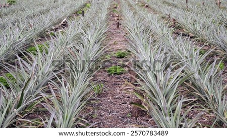 Similar – Foto Bild Ananasplantage. Landschaft Ananasfarm und Berg. Anbau von Plnat. Anbau von Ananas in Bio-Farm. Landwirtschaftliche Industrie. Grüner Ananasbaum im Feld und weißer Himmel und Wolken.