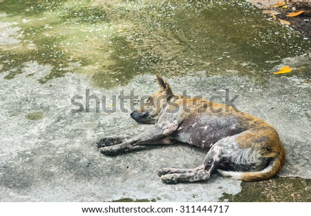 Dirty dog sleeping on floor in Thailand