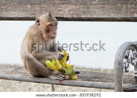 monkey sits and eats banana ,selective focus point