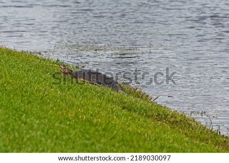 Spiny soft-shell turtle sunbathing on grassy shoreline of lake in Florida. Imagine de stoc © 