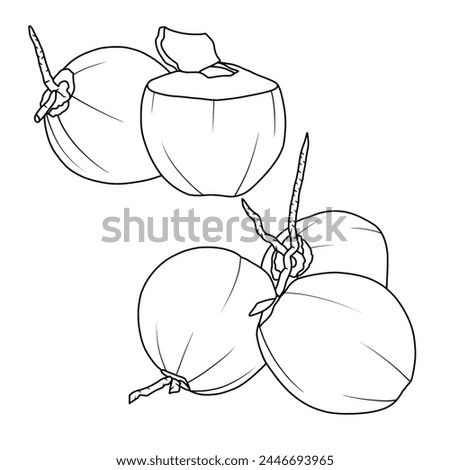 Vector drawing Illustration Hand drawn ink sketch of young coconut Fruit, Half Peeled, whole and sliced line art, For kids coloring book.outline vector doodle illustration