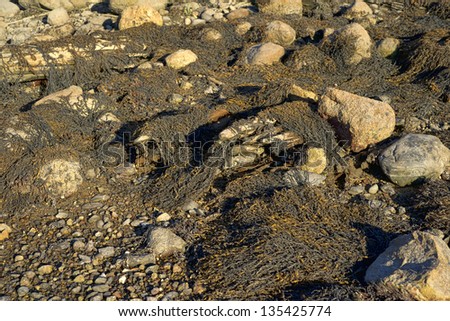 A close view of dried seaweed draped over rocks and stones.