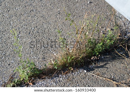 A close view of weeds sprouting from a crack in granite block.