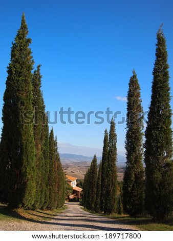 Italian access route lined by cypress trees with Tuscany background.