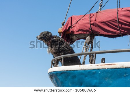 Watch-dog is protecting the sailing ship