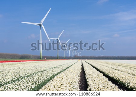 Dutch wind turbines behind a field of white tulips