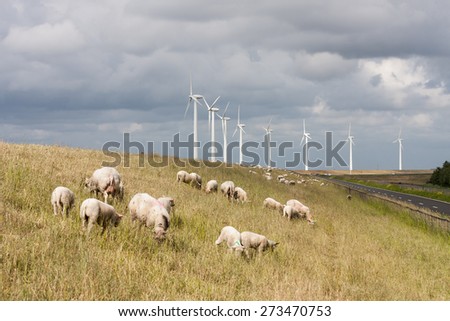 Grazing sheep at a dike with some big windmills behind them