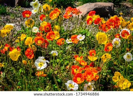 Similar – Image, Stock Photo Papaver nudicaule, Iceland poppy, opening bud and flowers