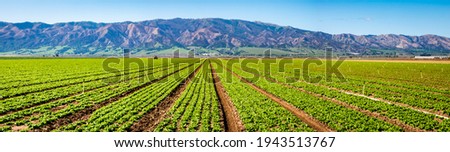 Lettuce crops in the Salinas Valley of central California, an agricultural hub for harvest and worldwide distribution, known as the 'salad bowl of the world'. Santa Lucia Mountains in background.  Foto stock © 