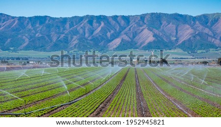A field irrigation sprinkler system waters rows of lettuce crops on farmland in the Salinas Valley of central California, in Monterey County.   Foto stock © 