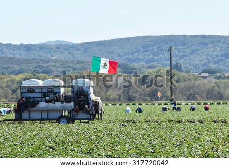 Salinas, California , USA - September 17, 2015: The Mexican flag waves as seasonal field workers pick strawberries in the Salinas Valley of Central California.