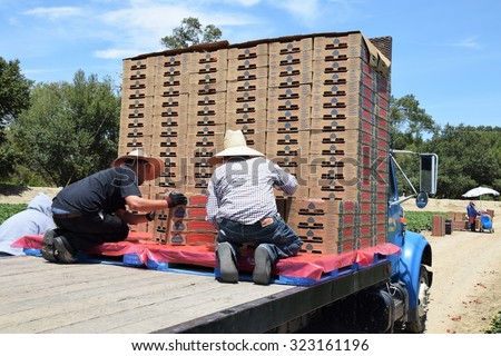 Salinas, California, USA - June 30, 2015: Farm workers load boxes of freshly picked strawberries onto a flatbed truck.