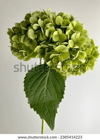 Similar – Image, Stock Photo Green Hydrangea Flowers in the Garden