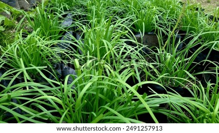 Similar – Image, Stock Photo White chive blossom with green stems parallel