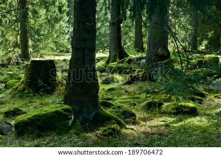 Green sunny landscape with trees in forest