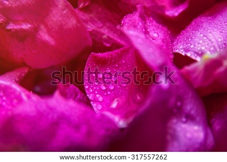 Pink wild rose wet leaves with water drops closeup