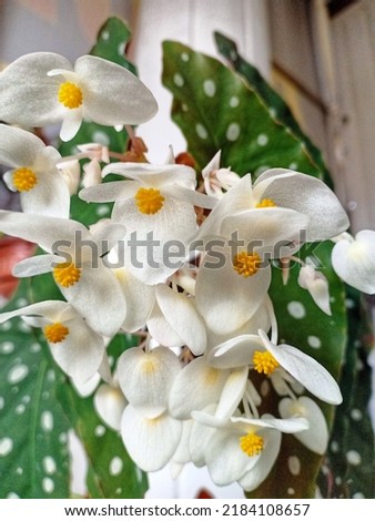 Beautiful white flowers with yellow anthers Foto stock © 