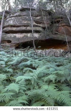 Rock Wall and Ferns
