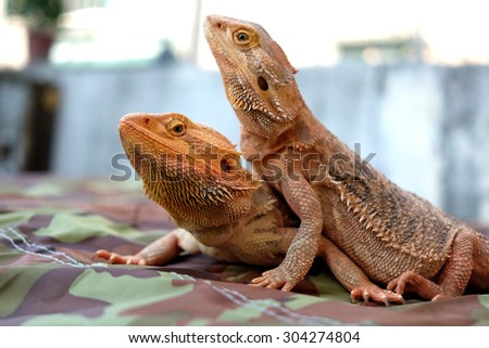 Bearded Dragons / Pogonas are staying quiet