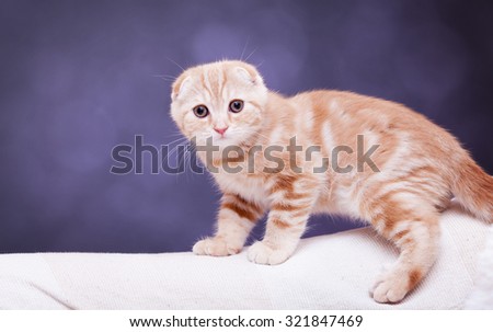 Portrait of Scottish Fold kitten, closeup