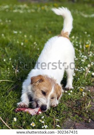 Jack russel terrier dog chewing bone