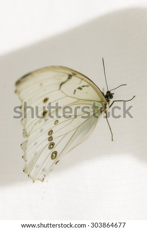 lovely white butterfly