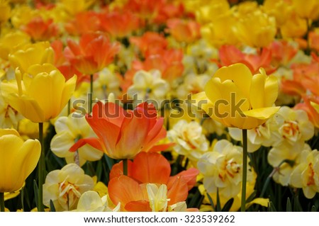 many yellow and orange flowers, tulips and daffodils, field of flowers