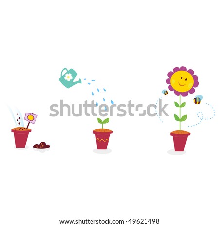 Garden flower growth stages - sunflower. The growing process of sunflower in three stages. Vector Illustration.