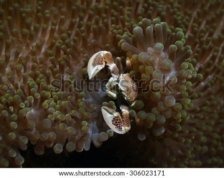 Porcelain Crab living in Harmony with a Sea Anemone - Its not just clown fish that live in sea . This guy gains protection while filtering food from the sea. But he also defends his host.