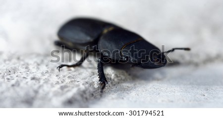 stag beetle on white stone