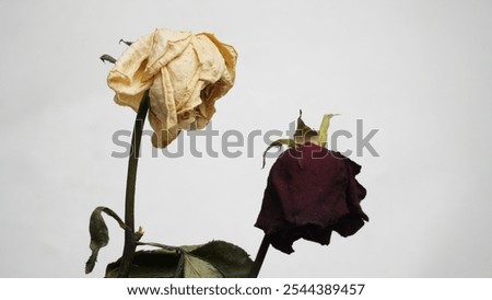 Similar – Foto Bild Weiße Rosen Durchgang Wand