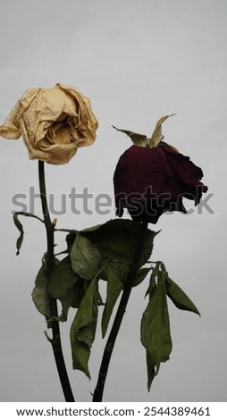 Similar – Foto Bild Weiße Rosen Durchgang Wand