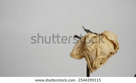 Similar – Foto Bild Weiße Rosen Durchgang Wand