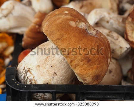 A huge Bolete mushroom on a farmers market in Prague. Picked in an autumn czech forests.