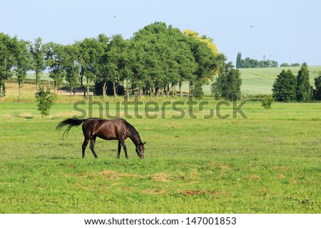 Grazing brown Horse on the green Field