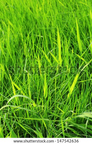 Grass on the summer Meadow