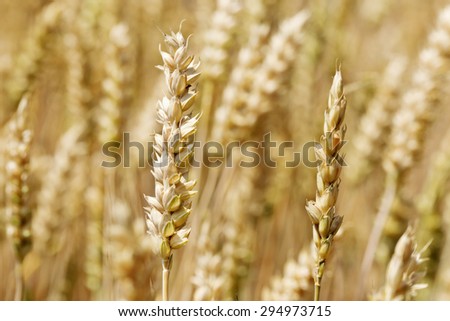 Detail of the ripe Wheat Spike