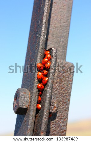Seven-spot ladybirds (Coleoptera, Coccinellidae, Coccinella septempunctata) hidden from the steppe heat