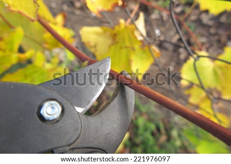 Pruning a vine with a garden secateur in the autumn garden