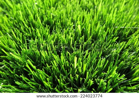 Fresh mown lawn grass in the sunny garden