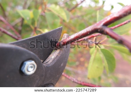 Pruning a fruit tree branch with a garden secateur in the autumn garden