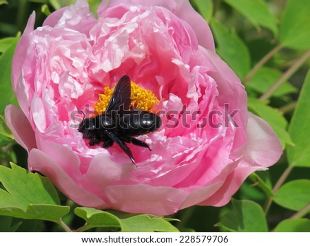 Carpenter bee (Xylocopa valga) on a hybrid cultivar tree peony (Paeonia suffruticosa) flower in the spring garden