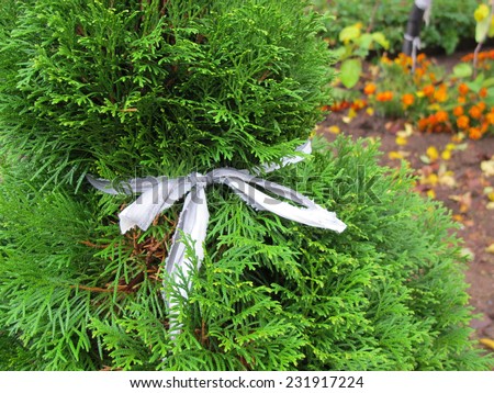 Thuja tied with a string to prevent its damage by snow in the autumn garden