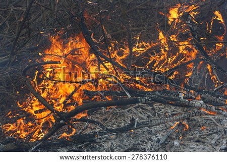 Burning forest - the natural disaster caused by an anthropogenous factor